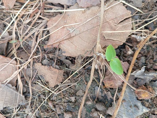 Identificação da planta Feijão-bravo por foto