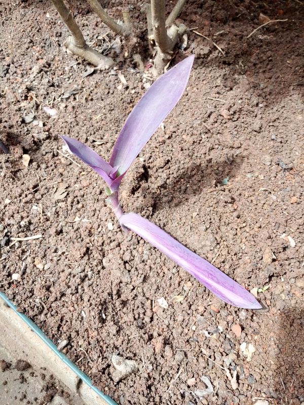 Identificação da planta Trapoeraba-roxa por foto