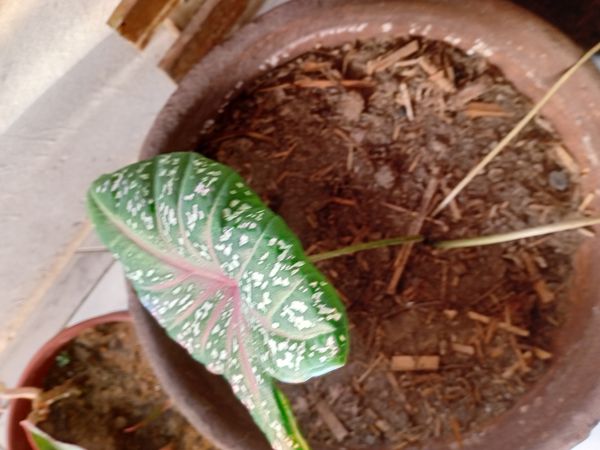 Identificação da planta Tinhorão por foto