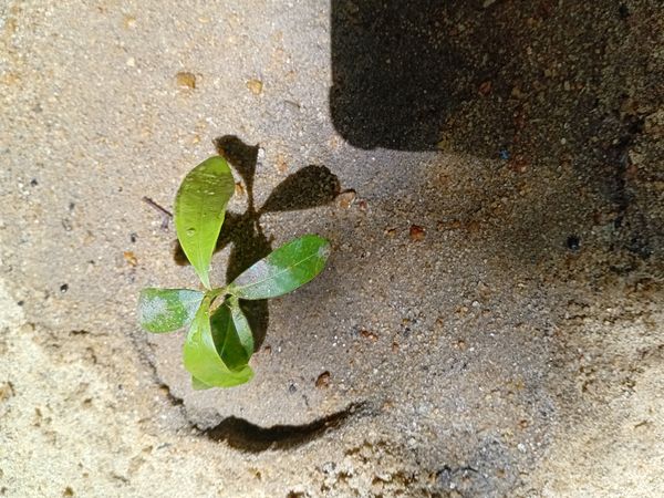 Identificação da planta Louro-pardo por foto