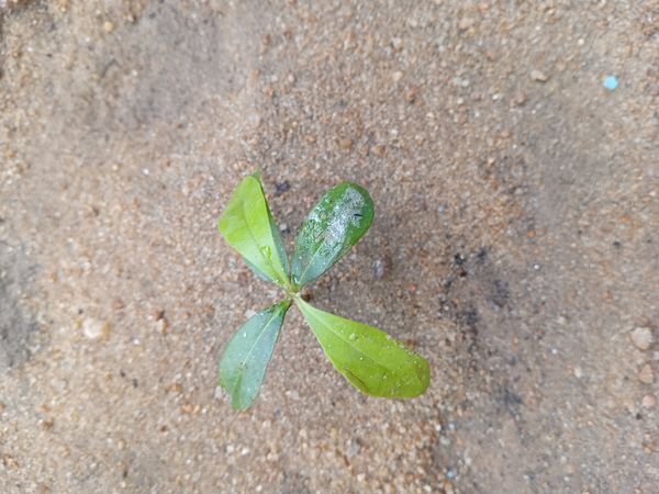 Identificação da planta Ariá por foto