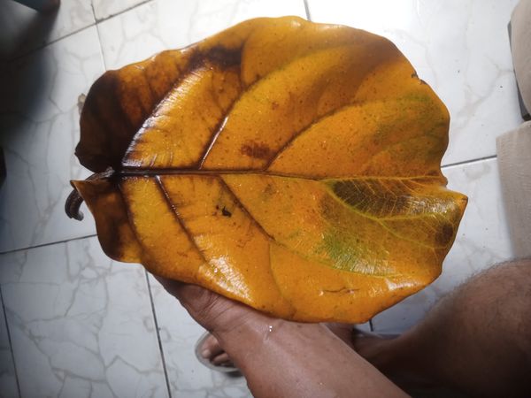 Identificação da planta jaca por foto