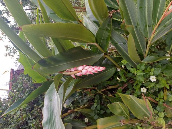 Identificação da planta Colônia por foto
