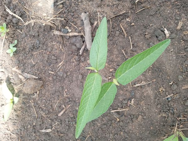Identificação da planta erva-de-leite por foto