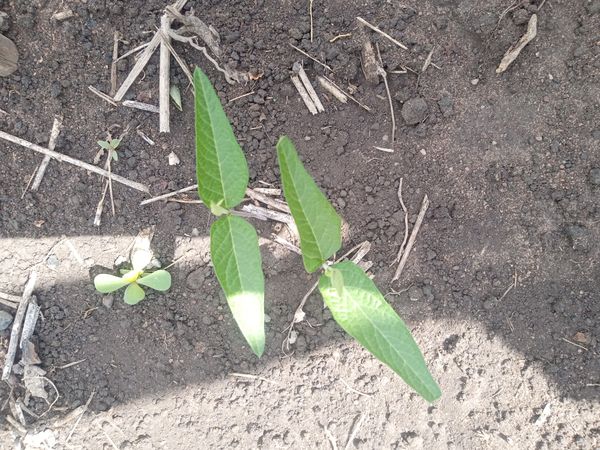 Identificação da planta Maracujá-do-mato por foto