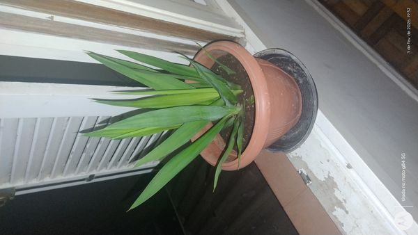 Identificação da planta Iuca por foto
