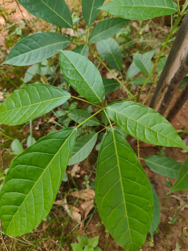 Identificação da planta Ipê Rosa por foto