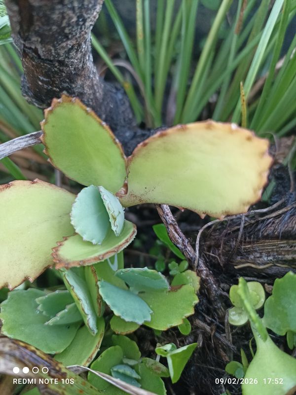 Identificação da planta Planta-panda por foto
