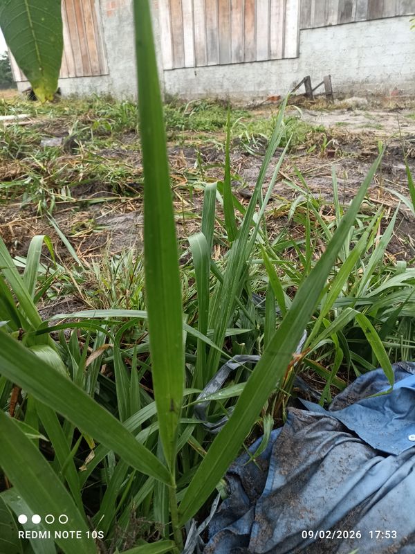 Identificação da planta Capim-massai por foto