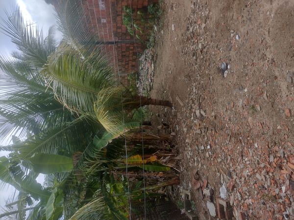 Identificação da planta Coqueiro por foto