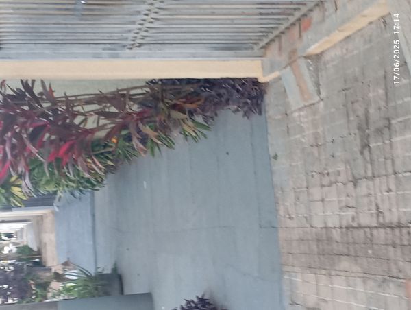 Identificação da planta Dracena por foto