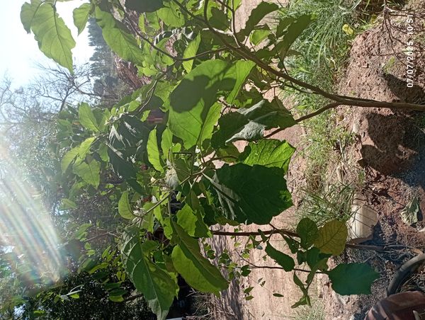 Identificação da planta Tomatinho-do-mato por foto