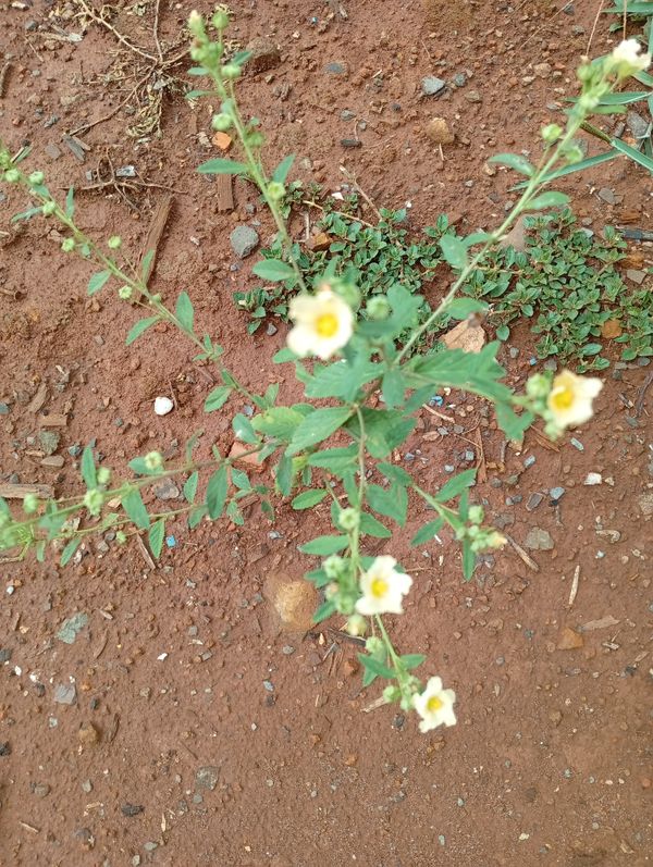 Identificação da planta Guanxuma por foto