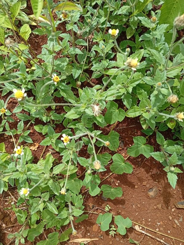 Identificação da planta Erva-de-touro por foto