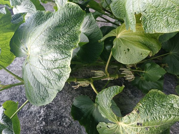 Identificação da planta Capeba por foto