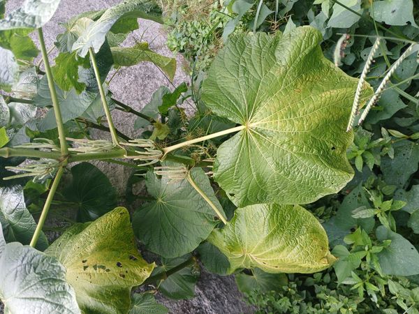 Identificação da planta Capeba por foto