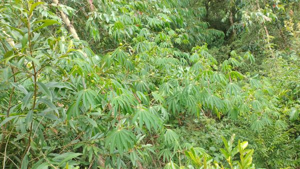 Identificação da planta Mandioca por foto