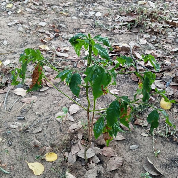 Identificação da planta Café por foto