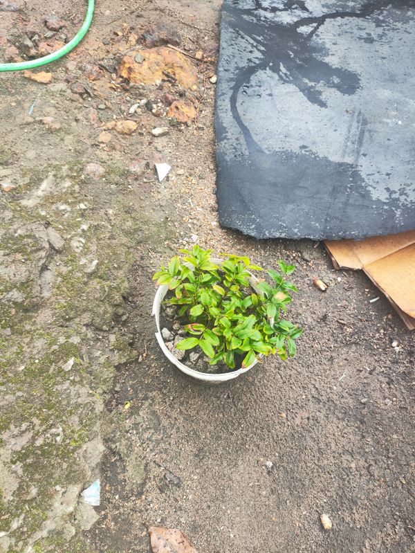 Identificação da planta Chá por foto