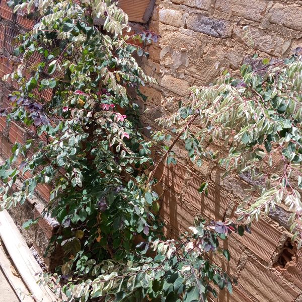 Identificação da planta Planta-fita por foto