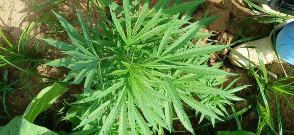 Identificação da planta Maconha por foto