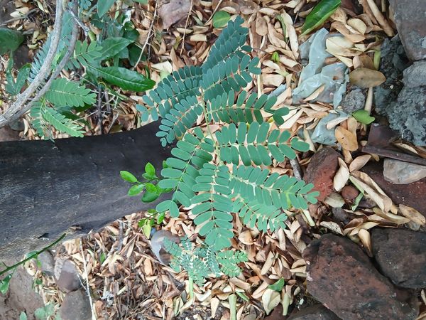 Identificação da planta Flamboyant-de-jardim por foto