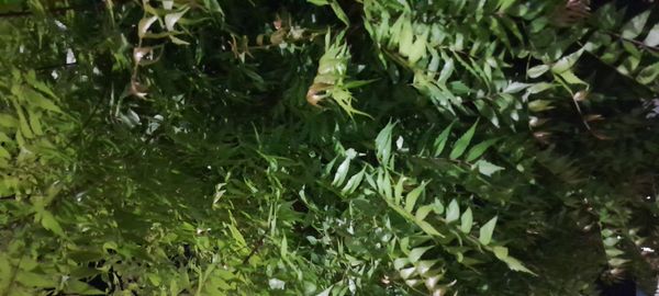 Identificação da planta Neem por foto
