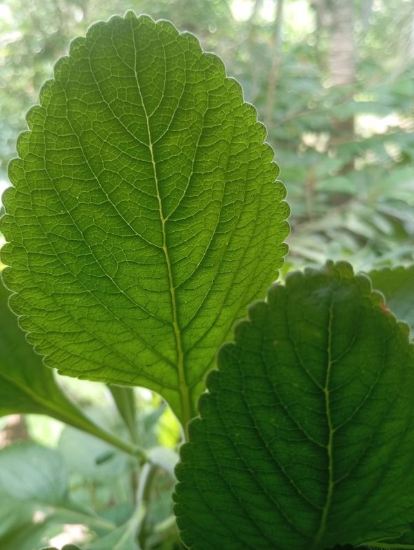 Identificação da planta Boldo por foto