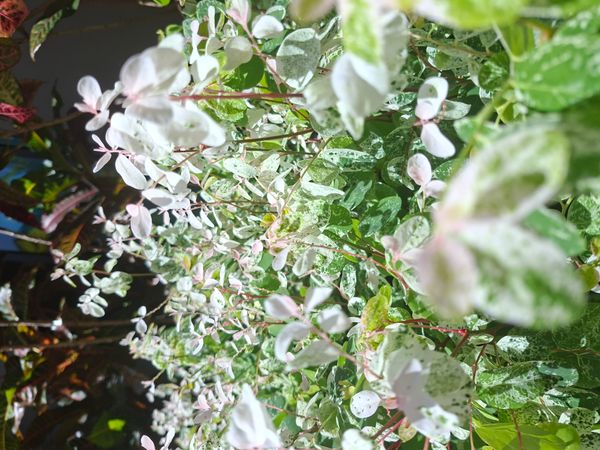 Identificação da planta Planta-fita por foto