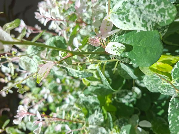 Identificação da planta Planta-fita por foto