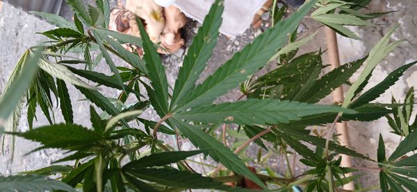 Identificação da planta Maconha por foto