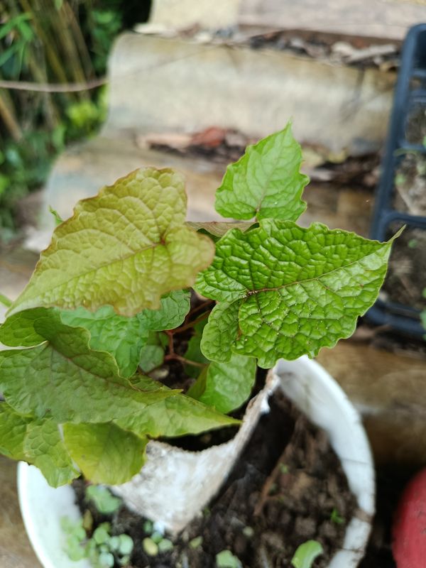 Identificação da planta Amor-agarradinho por foto