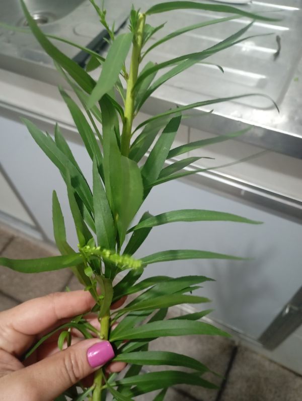 Identificação da planta Arnica por foto