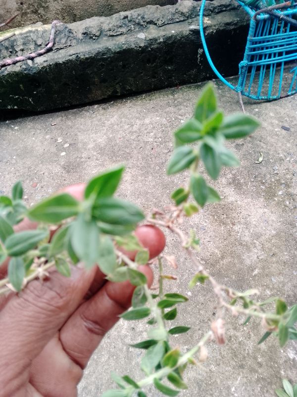 Identificação da planta Sete Sangrias por foto