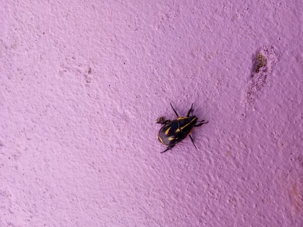 Identificação da planta Guariroba por foto
