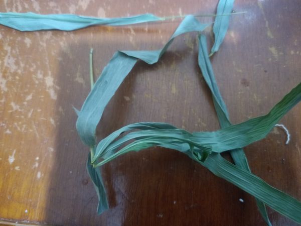 Identificação da planta Grama-comprida, capim-melado, grama-das-baixas, por foto