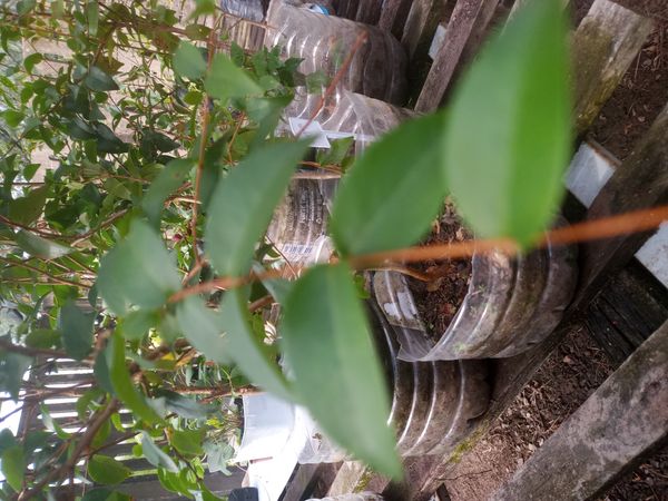 Identificação da planta Pitanga por foto