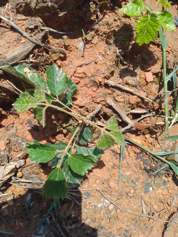 Identificação da planta Ipê-amarelo por foto