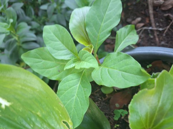 Identificação da planta Guiné por foto