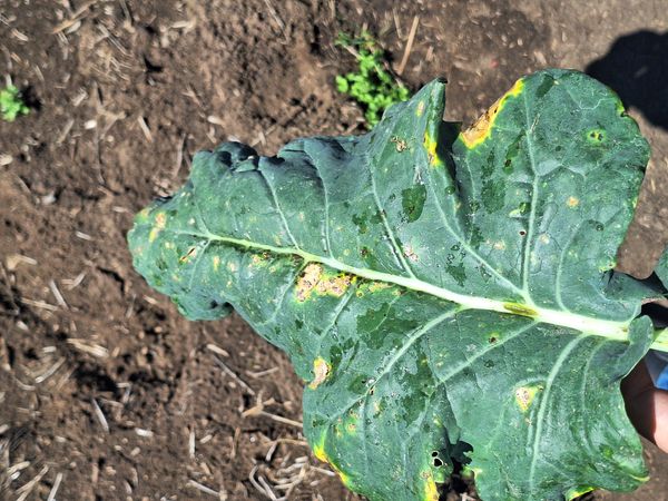 Identificação da planta Canola por foto