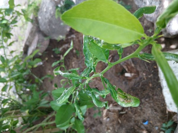 Identificação da planta Combava - mutação por foto