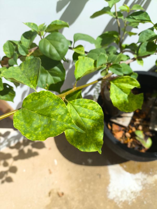 Identificação da planta Primavera por foto