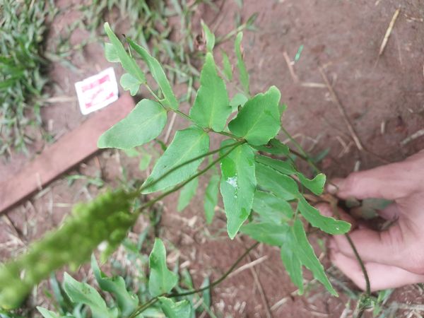Identificação da planta Samambaia-mineira por foto
