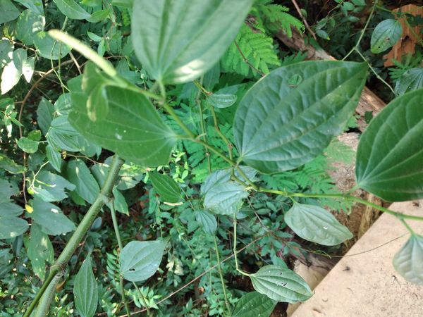 Identificação da planta Jaborandi por foto