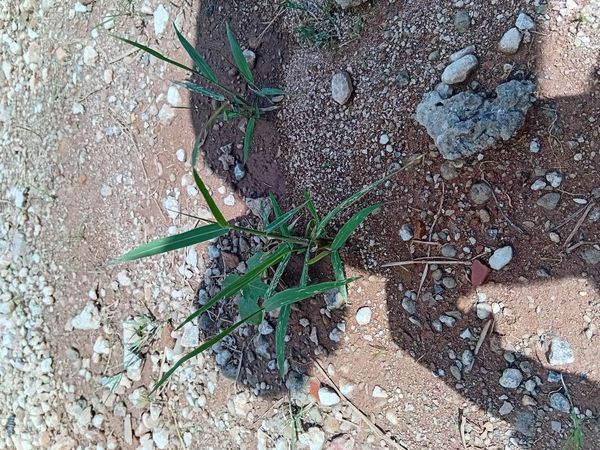 Identificação da planta Capim-marmelada por foto