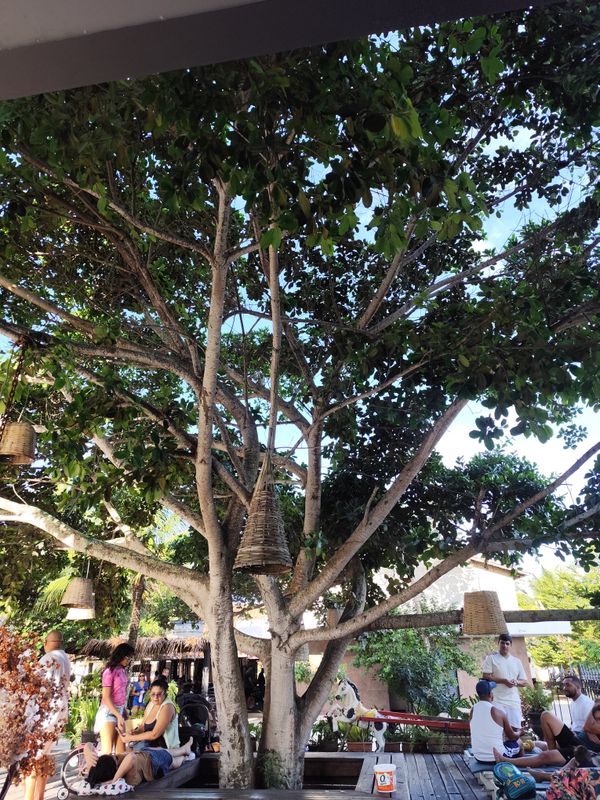 Identificação da planta Bargá por foto