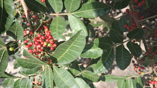 Identificação da planta Aroeira por foto