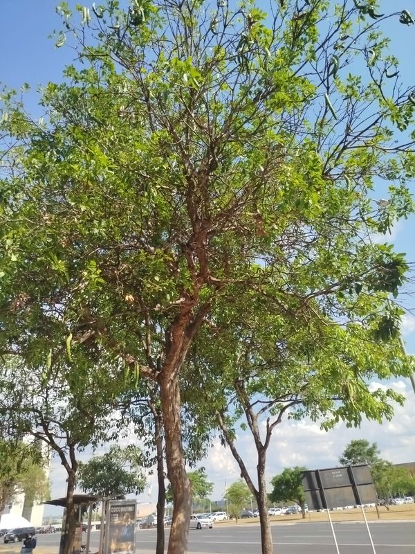 Identificação da planta Desconhecido por foto