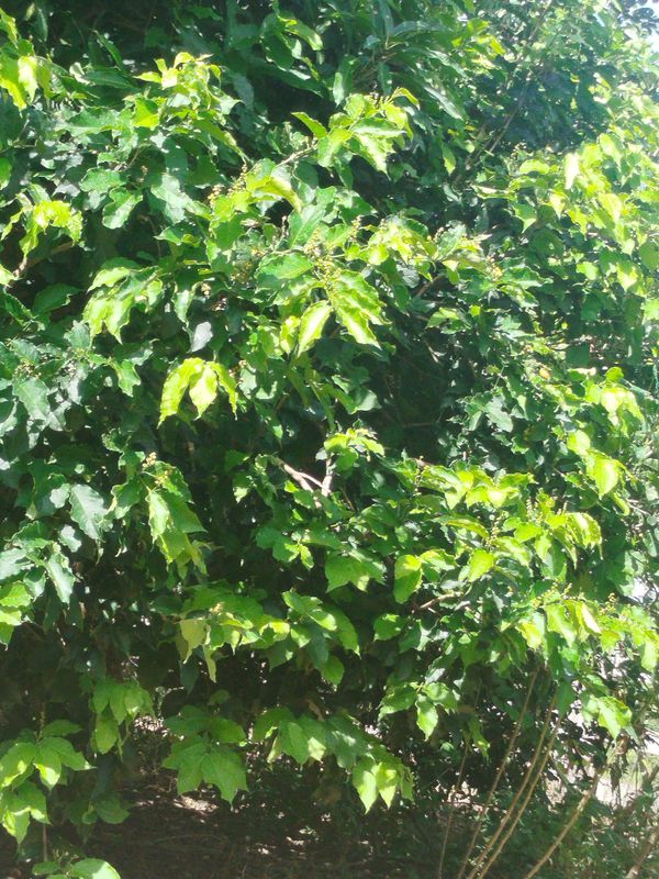 Identificação da planta Sem nome popular no Brasil por foto