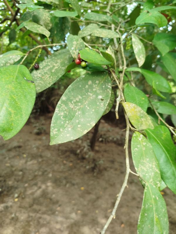 Identificação da planta Sem nome popular conhecido por foto